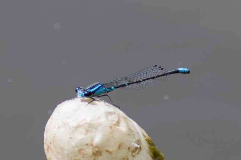 Photo of Skimming Bluet