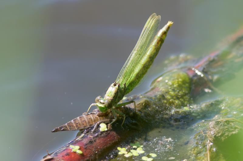 Photo of Eastern Pondhawk