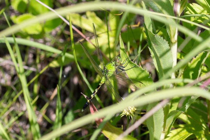 Photo of Eastern Pondhawk