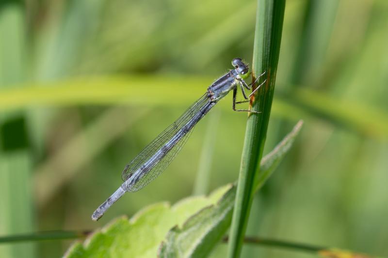 Photo of Eastern Forktail
