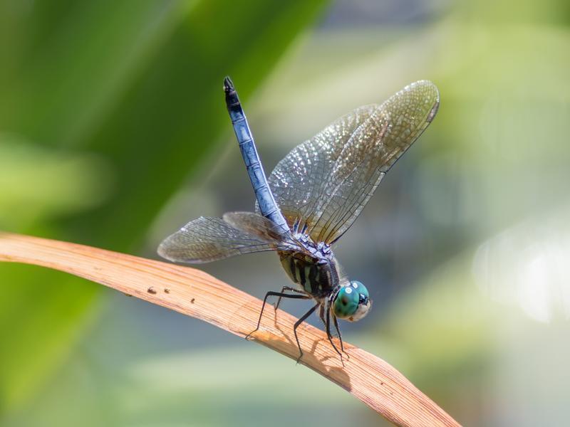 Photo of Blue Dasher