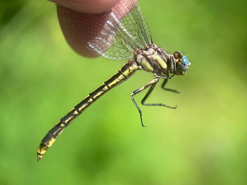 Photo of Lancet Clubtail
