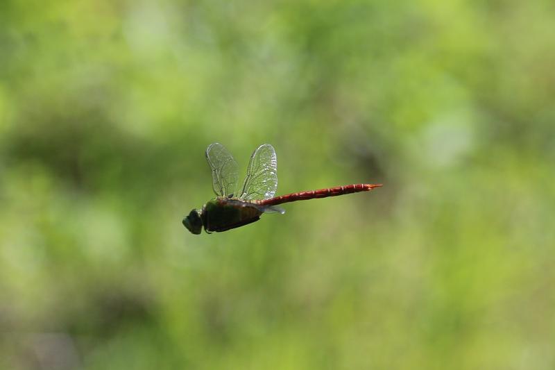 Photo of Comet Darner