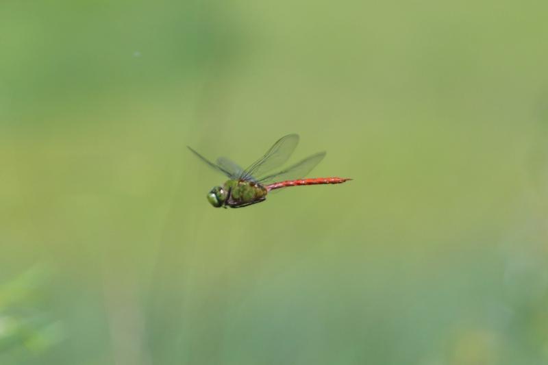 Photo of Comet Darner
