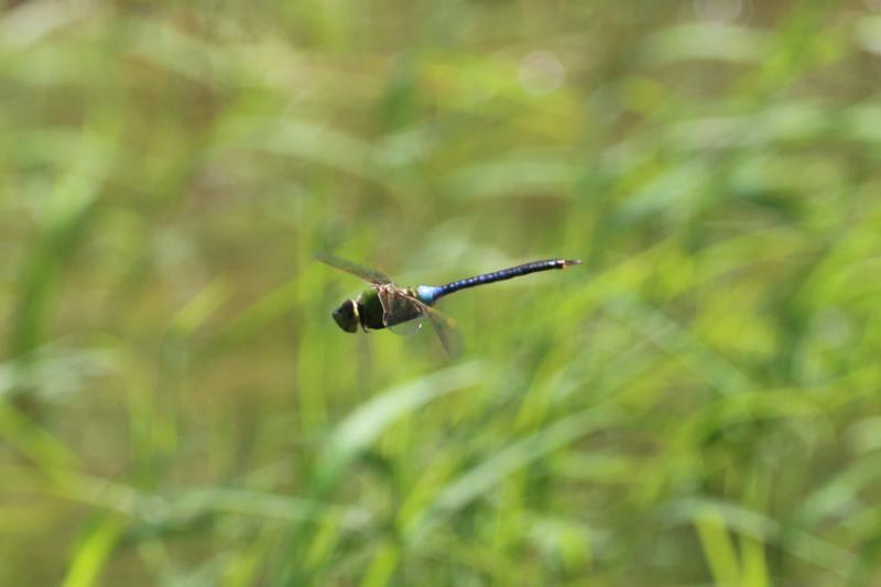 Photo of Common Green Darner