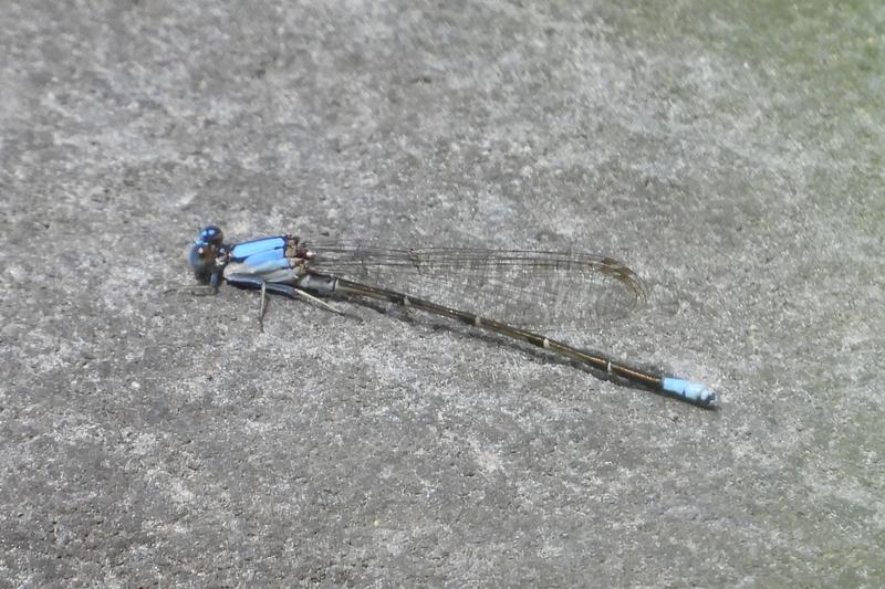 Photo of Blue-fronted Dancer