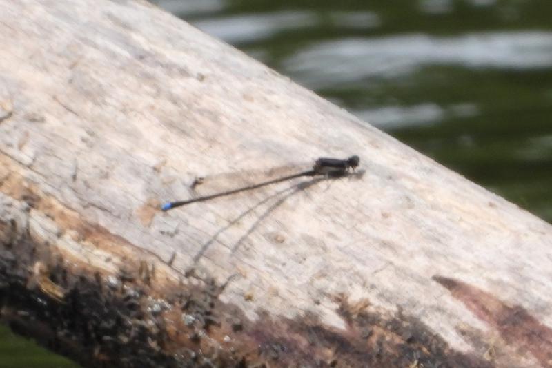Photo of Blue-tipped Dancer