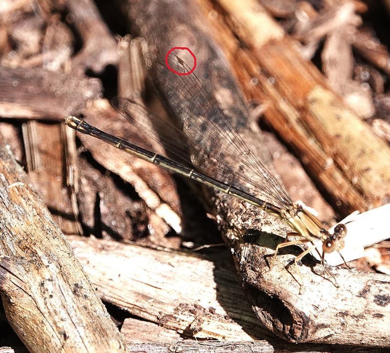 Photo of Blue-fronted Dancer