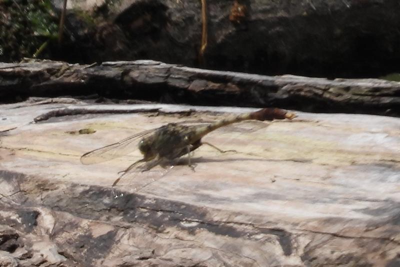Photo of Jade Clubtail