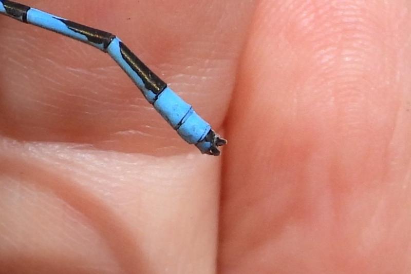 Photo of Familiar Bluet