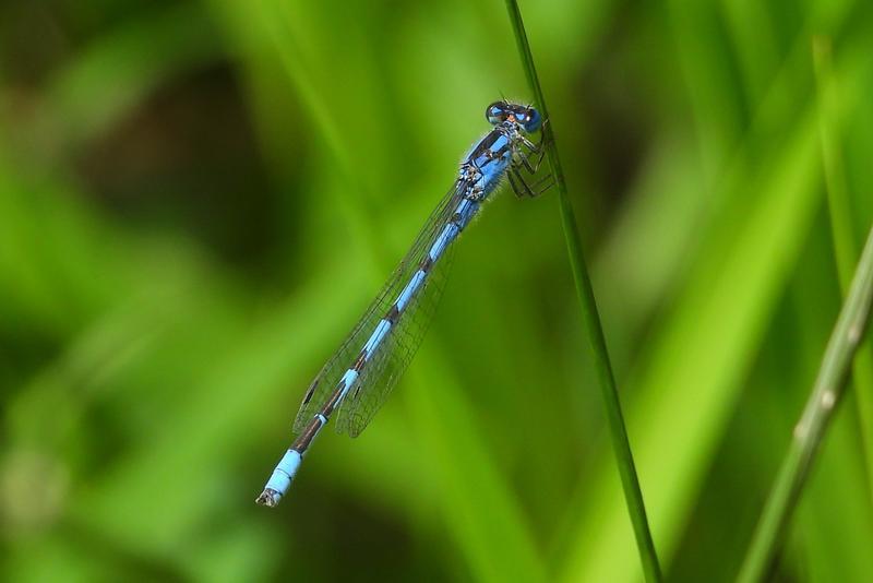 Photo of Familiar Bluet