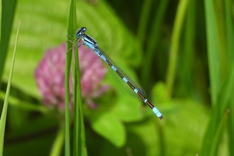 Photo of Tule Bluet
