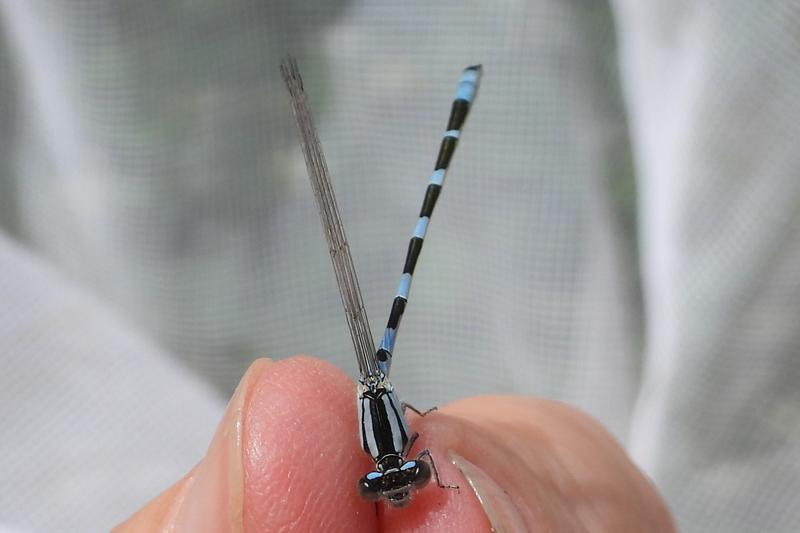 Photo of Tule Bluet