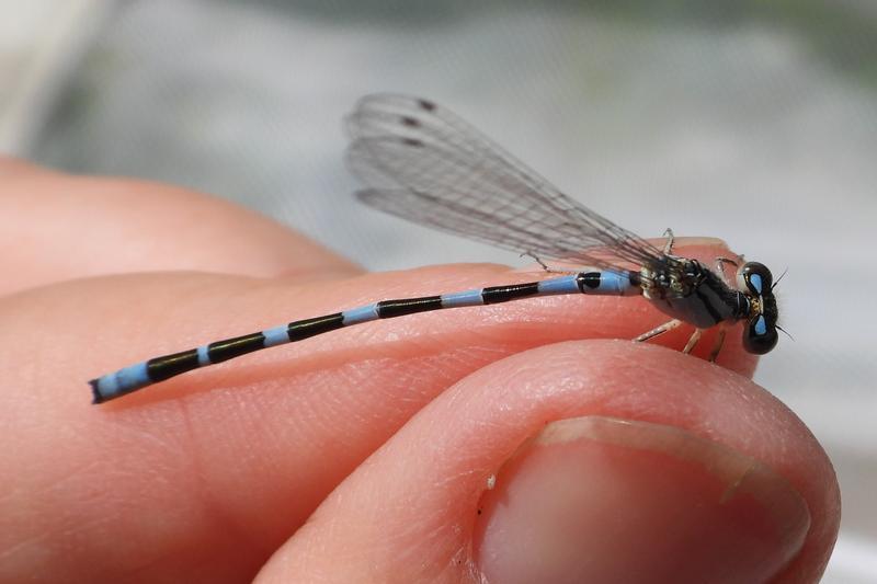 Photo of Tule Bluet