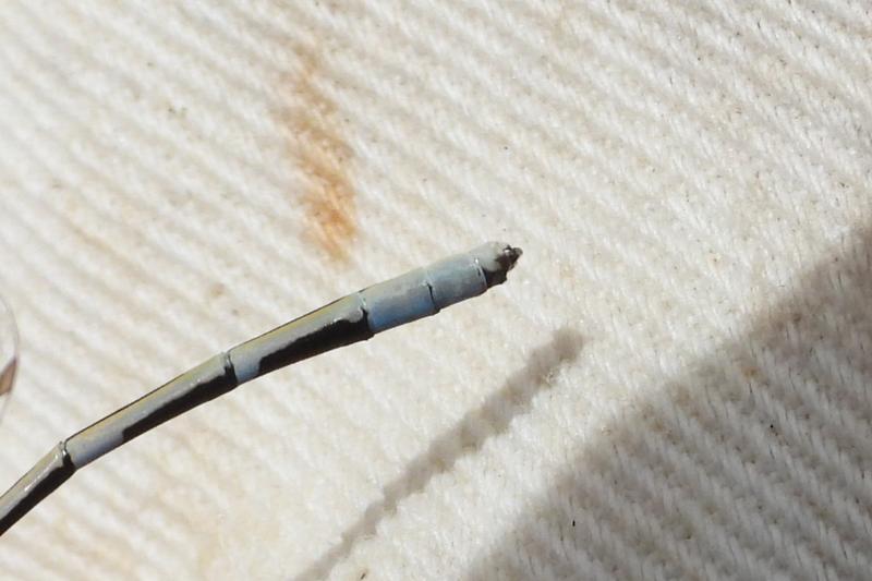 Photo of Tule Bluet