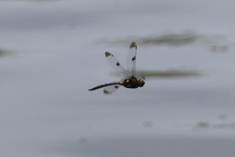 Photo of Prince Baskettail