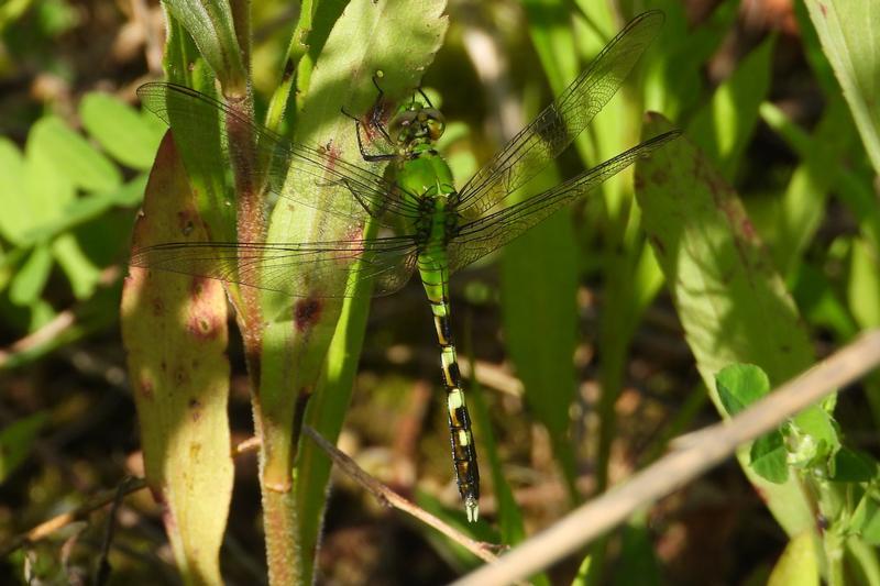 Photo of Eastern Pondhawk