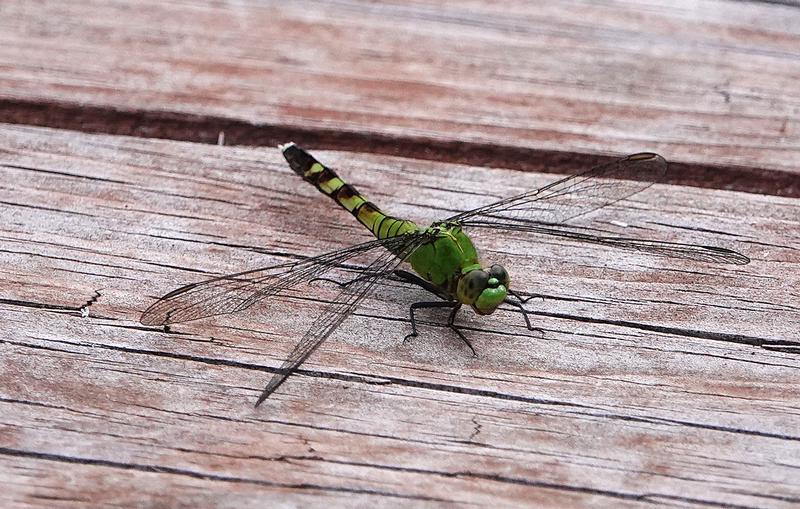 Photo of Eastern Pondhawk