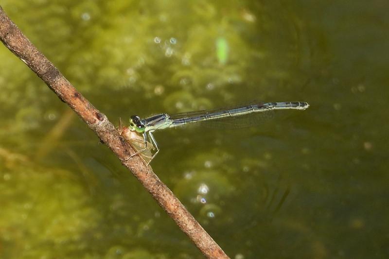 Photo of Eastern Forktail