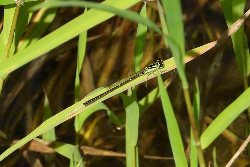 Photo of Fragile Forktail