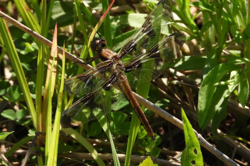 Photo of Twelve-spotted Skimmer