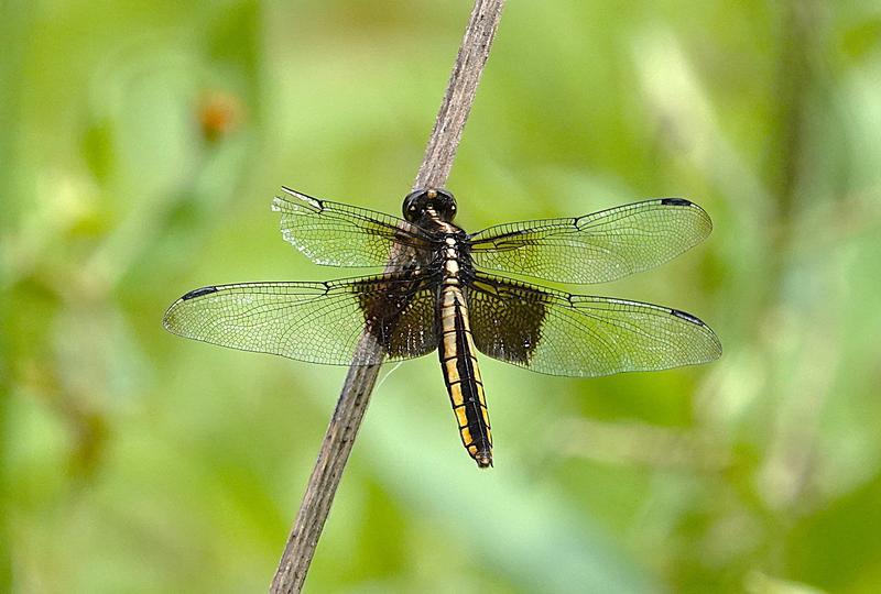 Photo of Widow Skimmer
