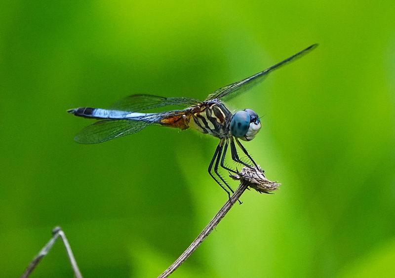Photo of Blue Dasher
