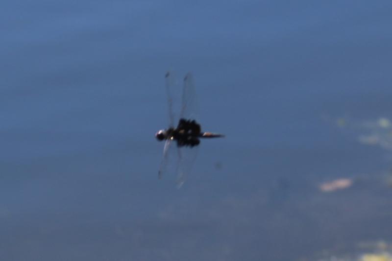 Photo of Black Saddlebags