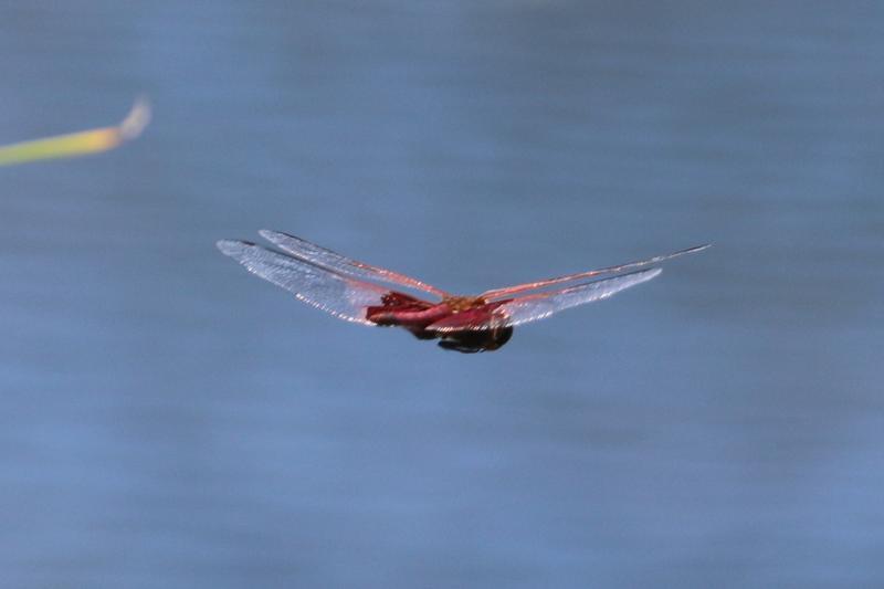 Photo of Carolina Saddlebags