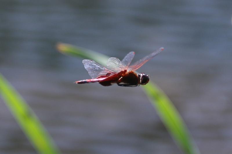 Photo of Carolina Saddlebags