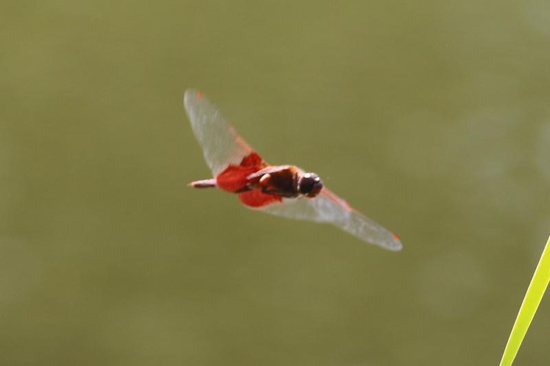 Photo of Carolina Saddlebags