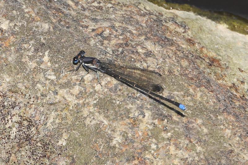 Photo of Blue-tipped Dancer