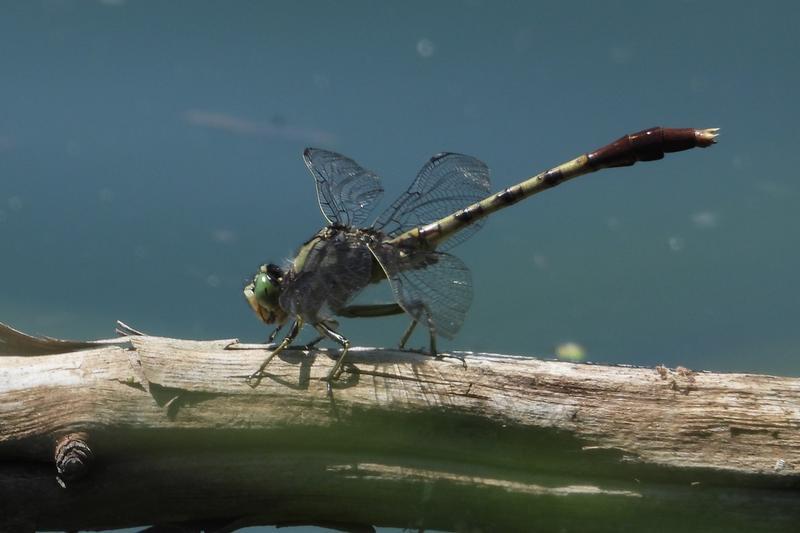 Photo of Jade Clubtail