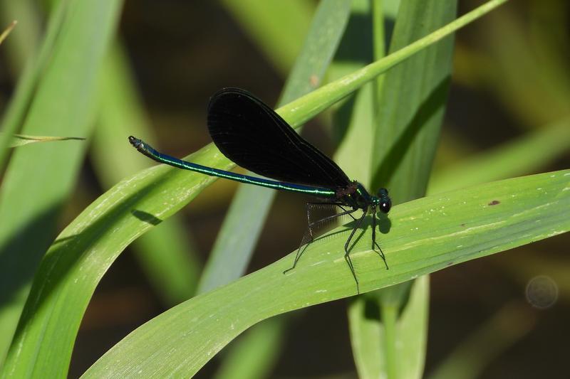 Photo of Ebony Jewelwing