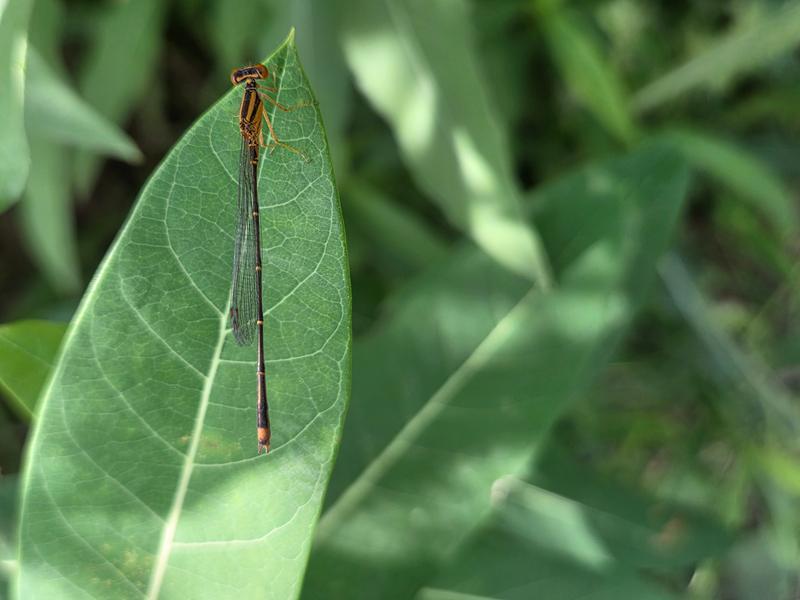 Photo of Orange Bluet