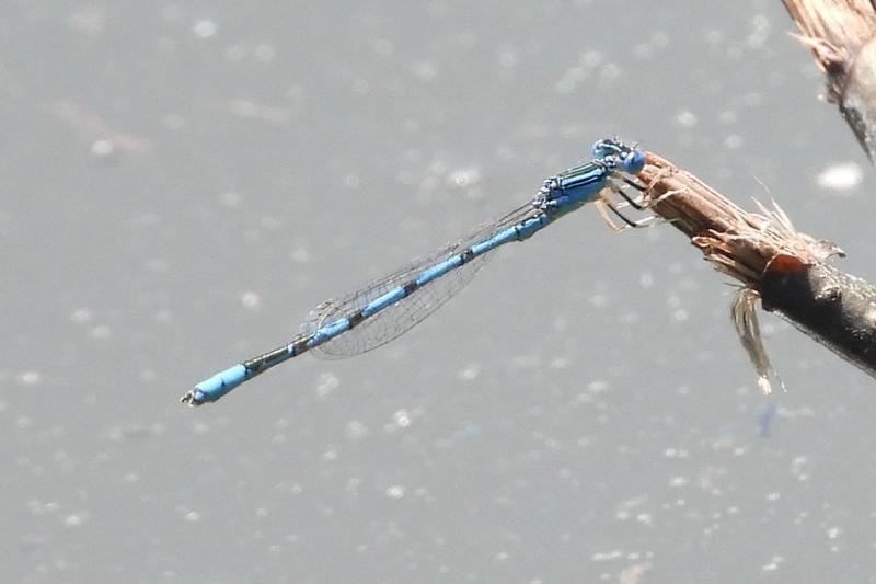 Photo of Double-striped Bluet