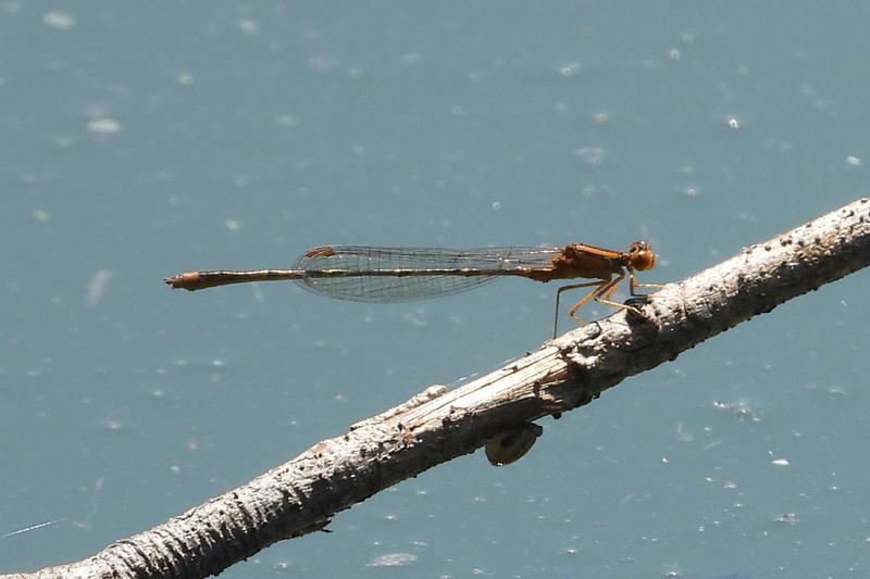 Photo of Orange Bluet