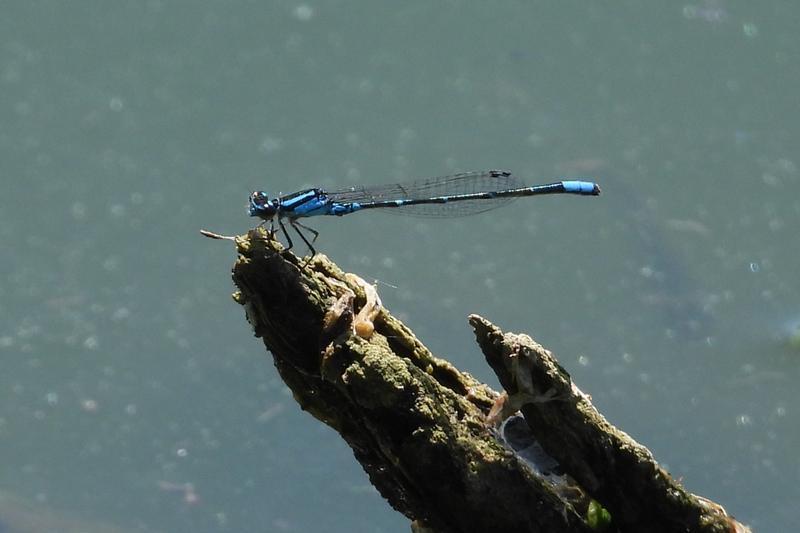 Photo of Skimming Bluet