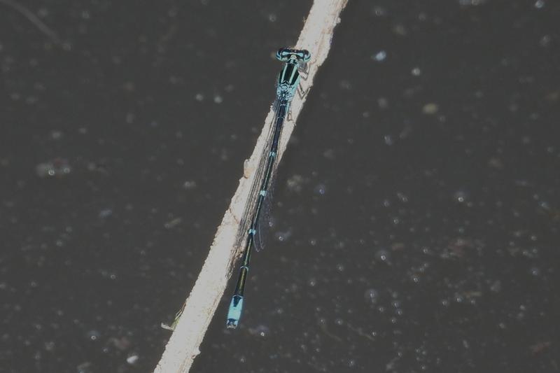 Photo of Stream Bluet