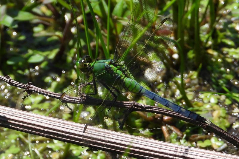 Photo of Eastern Pondhawk