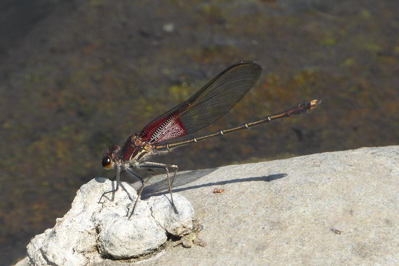 Photo of American Rubyspot