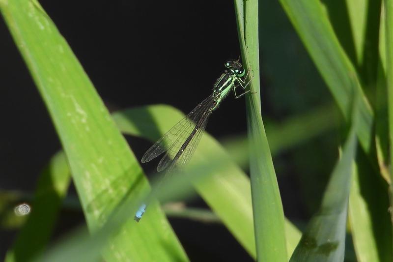Photo of Eastern Forktail