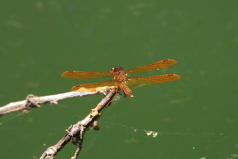 Photo of Eastern Amberwing