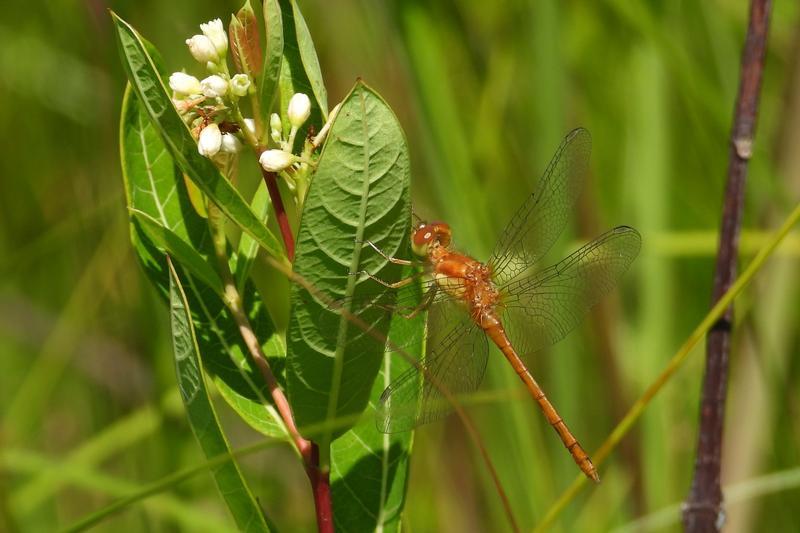 Photo of Autumn Meadowhawk