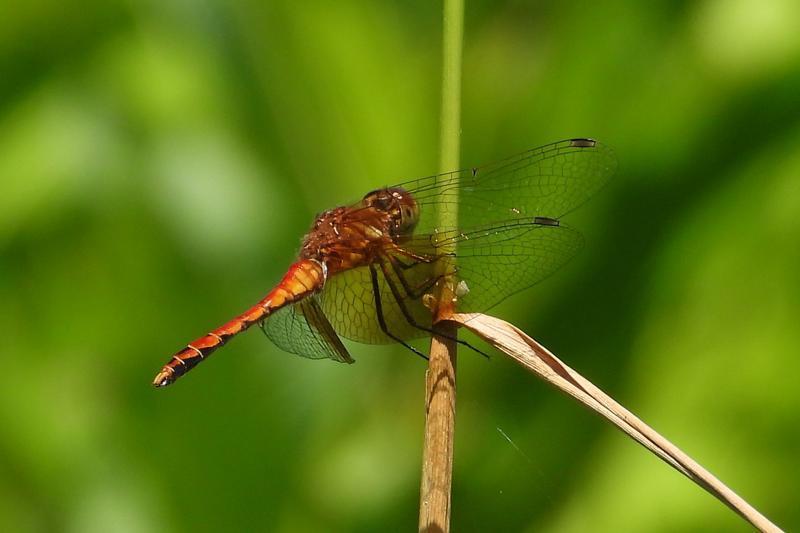 Photo of Band-winged Meadowhawk