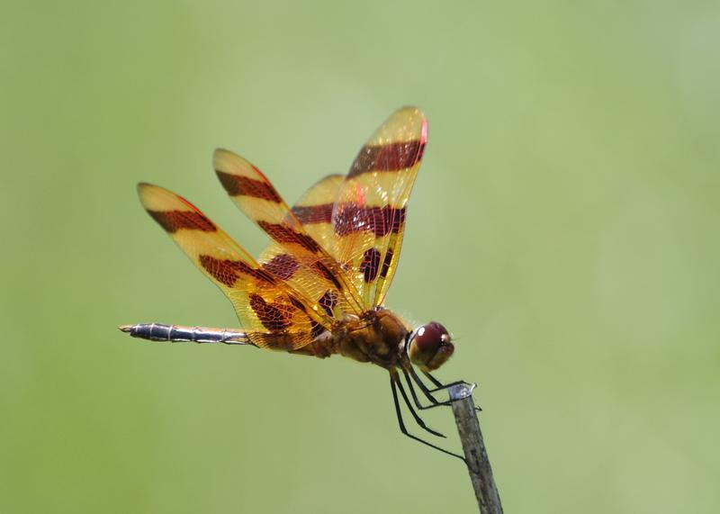 Photo of Halloween Pennant