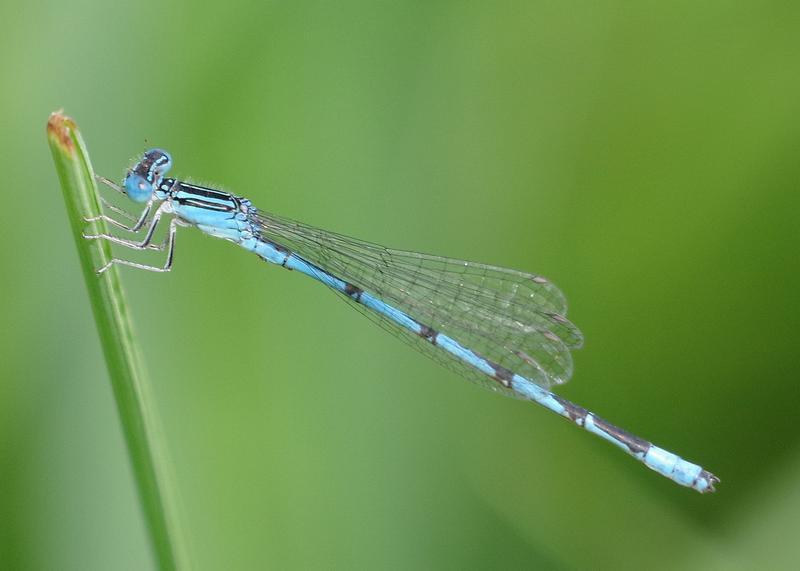 Photo of Double-striped Bluet