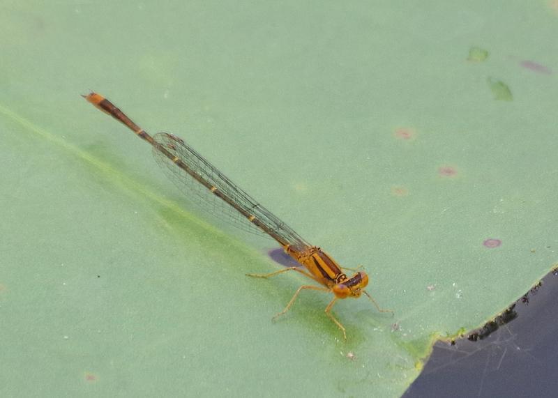Photo of Orange Bluet
