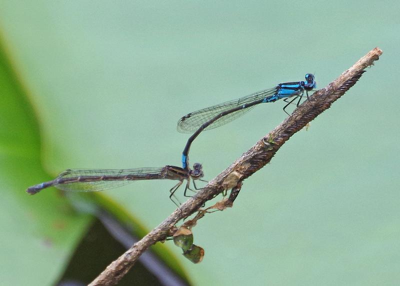 Photo of Skimming Bluet