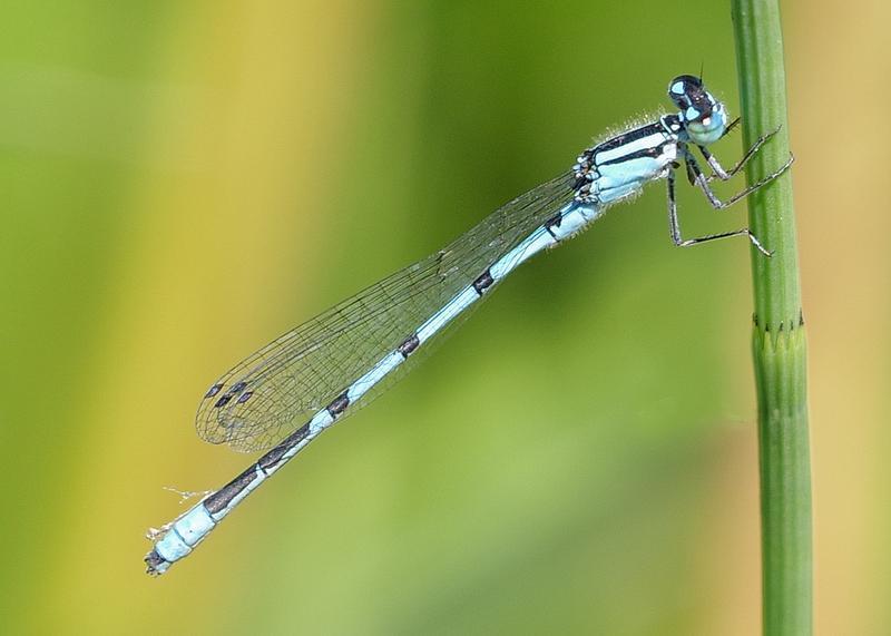 Photo of Marsh Bluet